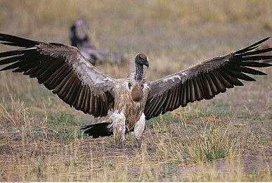 《In Stars and Time》登陆多平台 黑白色调回合制RPG